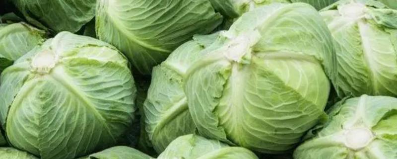 白菜裂球的原因