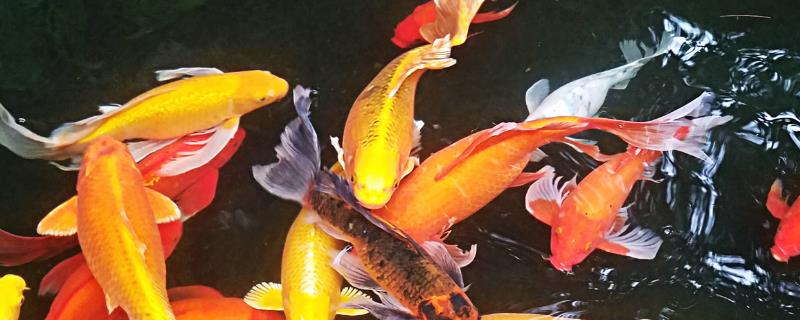 给锦鲤换水能否直接添加自来水