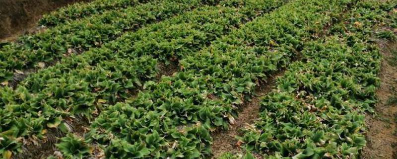 用什么土壤种植山柰