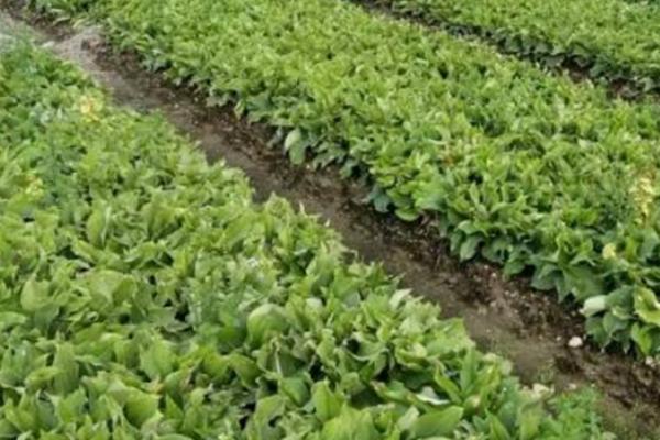用什么土壤种植山柰，使用沙壤土、壤土最为合适