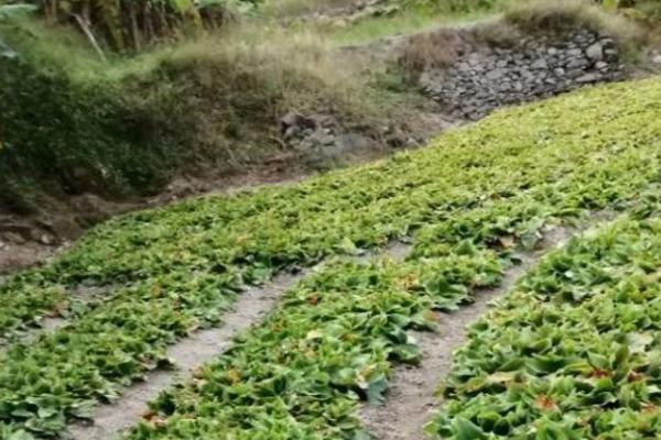 用什么土壤种植山柰，使用沙壤土、壤土最为合适