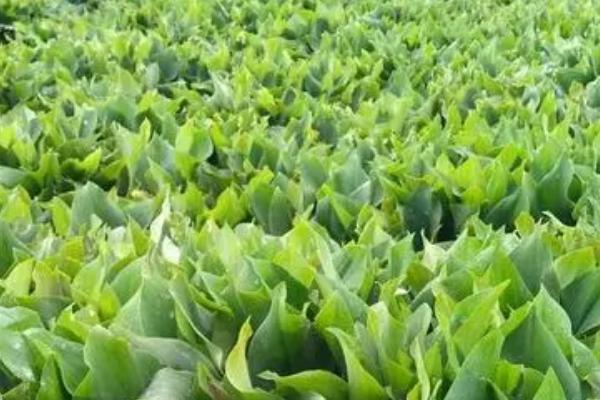 用什么土壤种植山柰，使用沙壤土、壤土最为合适