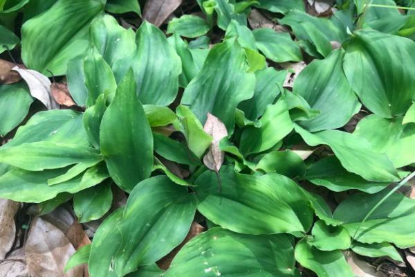 用什么土壤种植山柰，使用沙壤土、壤土最为合适