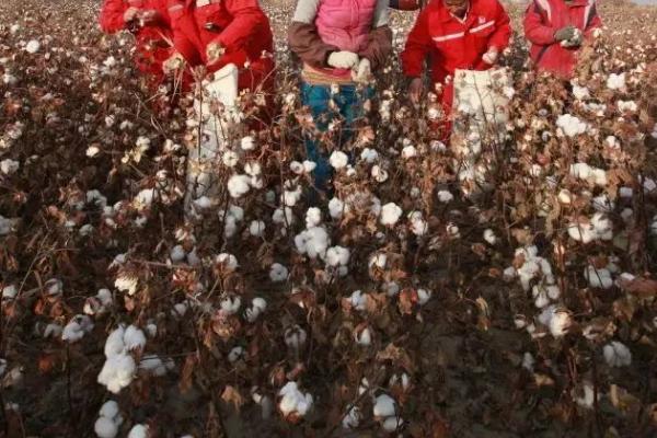 采摘棉花要注意什么，需精收细收、避免受到雨淋