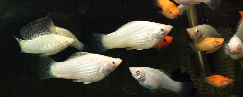 玛丽鱼为何头部朝下倒立