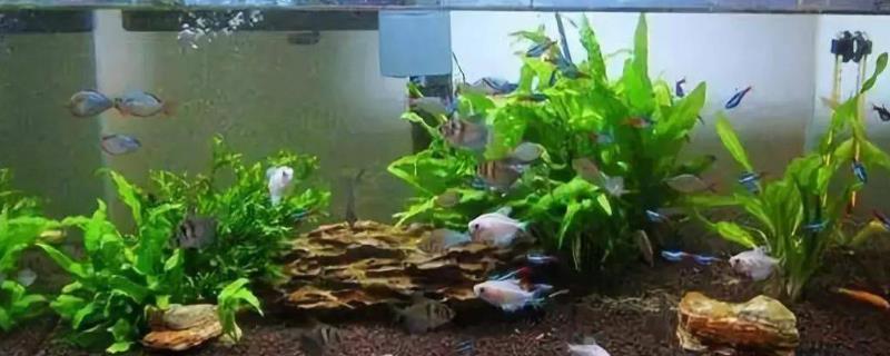 60cm鱼缸放多少盐