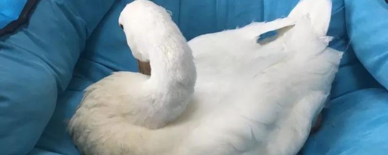 鹅能不能作为宠物饲养