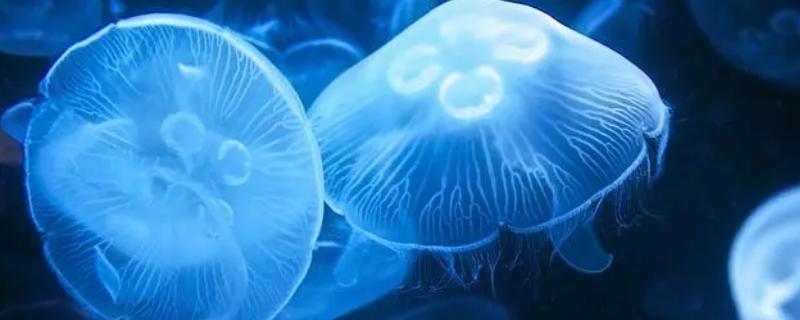 水母是腔肠动物吗