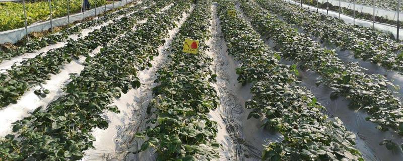 大棚草莓发生冻害补救措施
