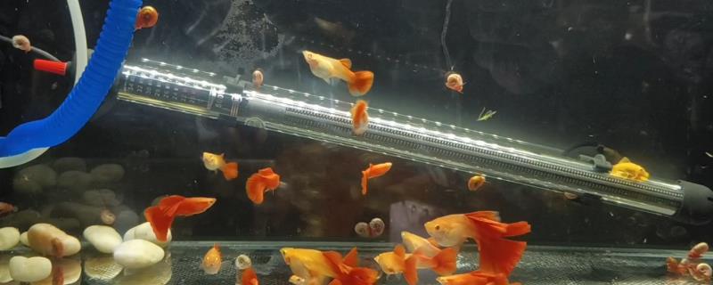 养孔雀鱼要用哪种过滤器