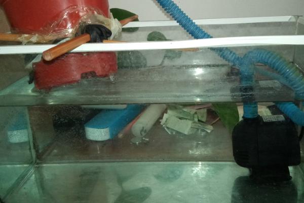 养孔雀鱼要用哪种过滤器，水妖精、瀑布过滤等过滤器可考虑选择