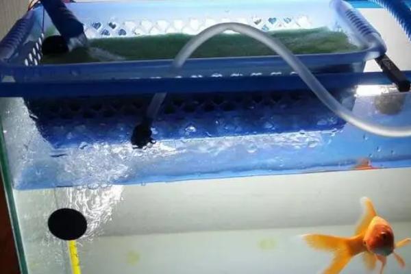 养孔雀鱼要用哪种过滤器，水妖精、瀑布过滤等过滤器可考虑选择