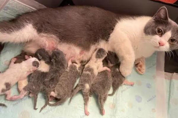 母猫断奶后出现涨奶情况如何处理,可饲喂清淡的食物、并帮助母猫挤奶