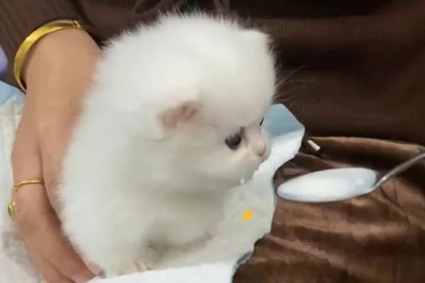 母猫断奶后出现涨奶情况如何处理,可饲喂清淡的食物、并帮助母猫挤奶