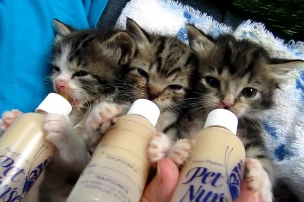 母猫断奶后出现涨奶情况如何处理,可饲喂清淡的食物、并帮助母猫挤奶