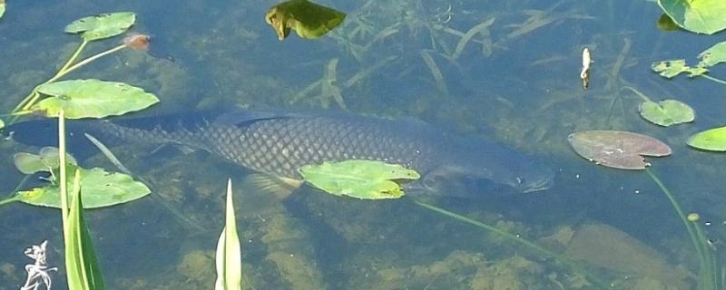 草鱼为什么不吃草