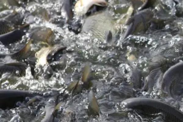 草鱼为什么不吃草,可能是草料不新鲜等原因所导致