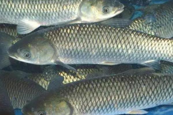 草鱼为什么不吃草,可能是草料不新鲜等原因所导致