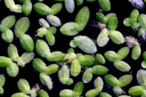 草鱼为什么不吃草,可能是草料不新鲜等原因所导致