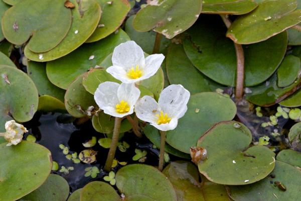 草鱼为什么不吃草,可能是草料不新鲜等原因所导致