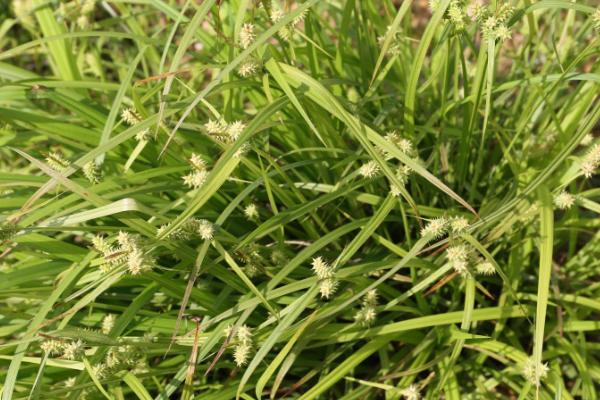 草鱼为什么不吃草,可能是草料不新鲜等原因所导致