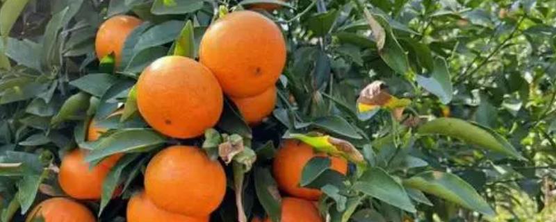 沃柑几月份成熟上市