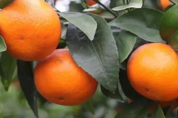 沃柑几月份成熟上市,一般在1月份左右上市