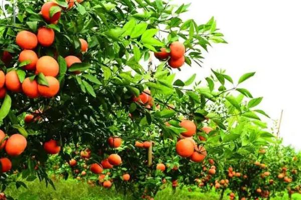 沃柑几月份成熟上市,一般在1月份左右上市