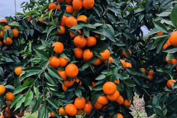 沃柑几月份成熟上市,一般在1月份左右上市