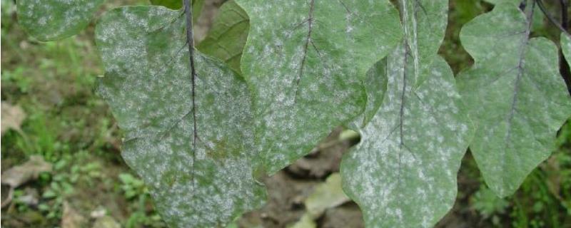 茄子白粉病怎么防治