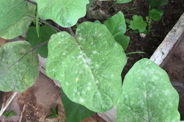 茄子白粉病怎么防治,整形修枝可降低发病几率