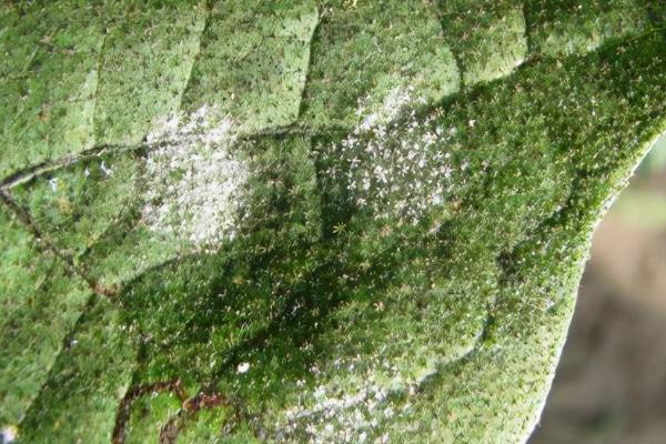 茄子白粉病怎么防治,整形修枝可降低发病几率