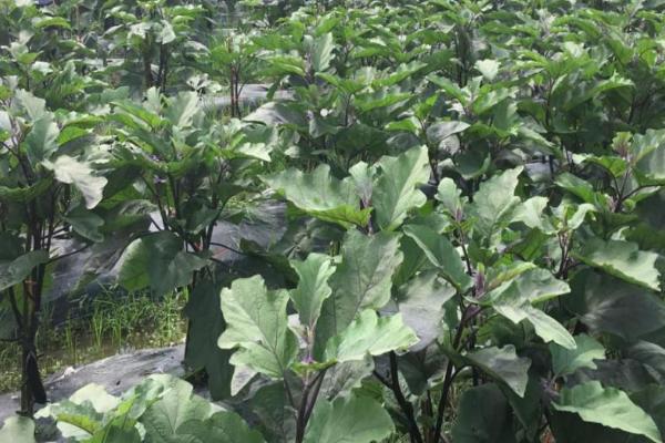 茄子白粉病怎么防治,整形修枝可降低发病几率