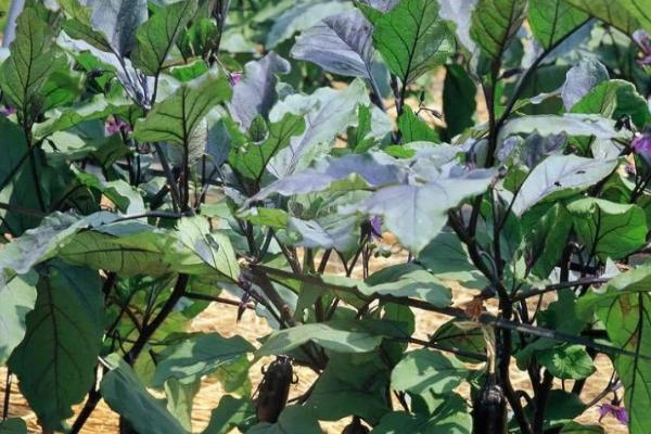 茄子白粉病怎么防治,整形修枝可降低发病几率