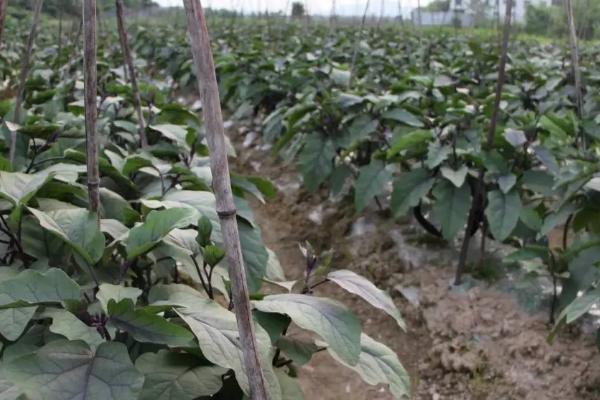 茄子白粉病怎么防治,整形修枝可降低发病几率