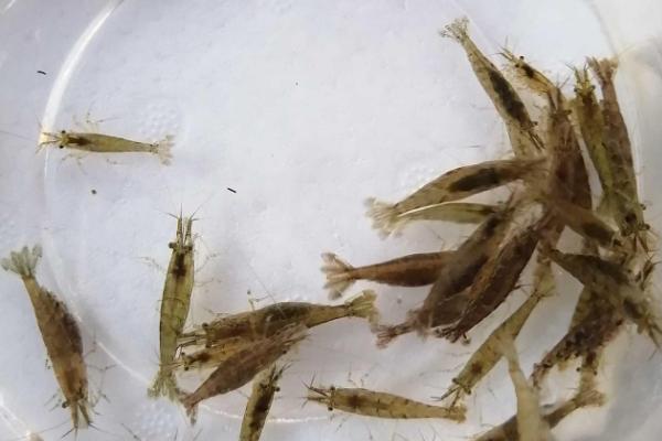 黑壳虾什么时候繁殖,水温合适就可繁殖