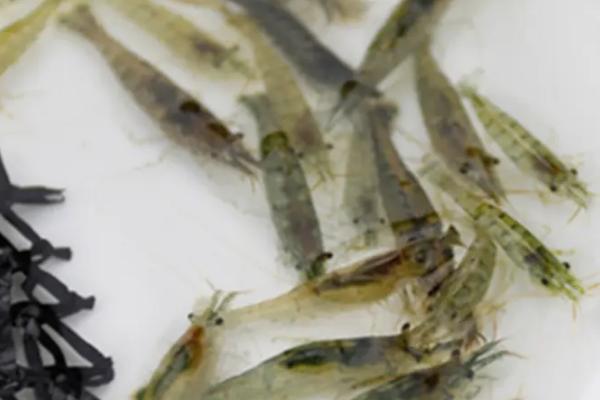 黑壳虾什么时候繁殖,水温合适就可繁殖