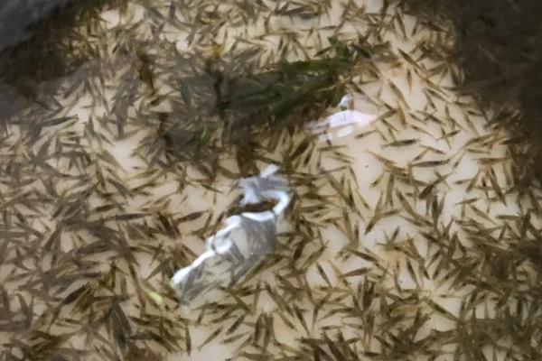 黑壳虾什么时候繁殖,水温合适就可繁殖