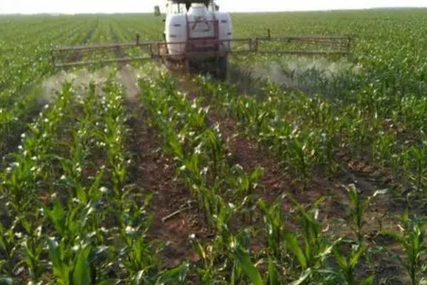 玉米苗期根腐病怎么用钾肥防治,可根据病株率用氯化钾兑水灌根