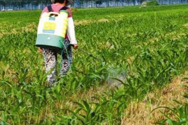 玉米苗期根腐病怎么用钾肥防治,可根据病株率用氯化钾兑水灌根