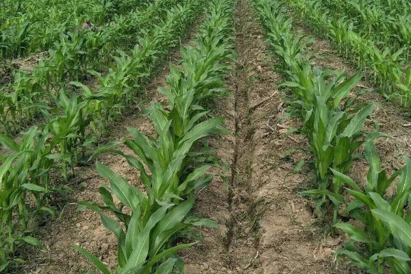 玉米苗期根腐病怎么用钾肥防治,可根据病株率用氯化钾兑水灌根