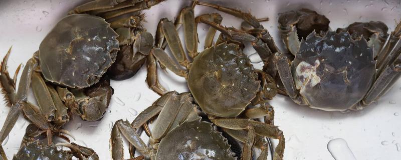 螃蟹公母分辨方法