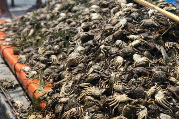 螃蟹公母分辨方法,公蟹腹部呈三角状、母蟹腹部呈圆形