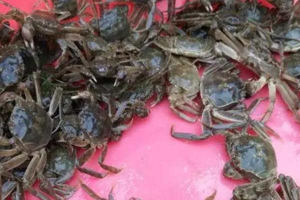 螃蟹公母分辨方法,公蟹腹部呈三角状、母蟹腹部呈圆形