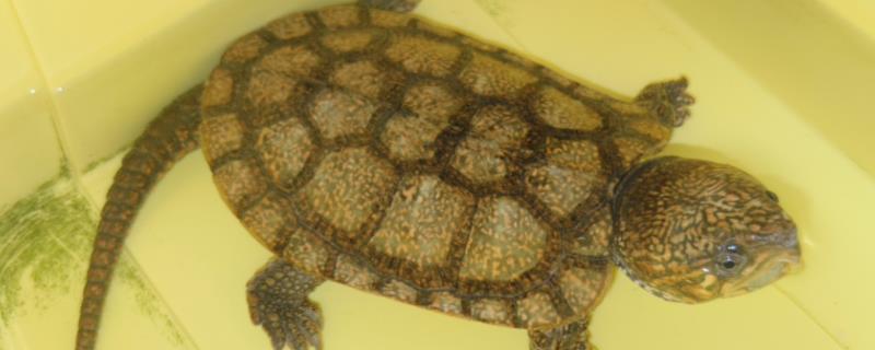 人工养殖鹰嘴龟是否合法