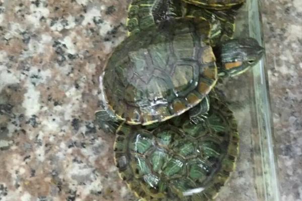 人工养殖鹰嘴龟是否合法,经过人工繁殖的鹰嘴龟可以合法养殖