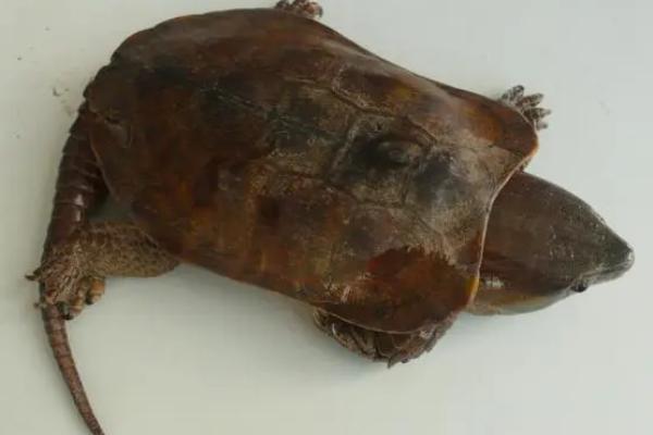 人工养殖鹰嘴龟是否合法,经过人工繁殖的鹰嘴龟可以合法养殖