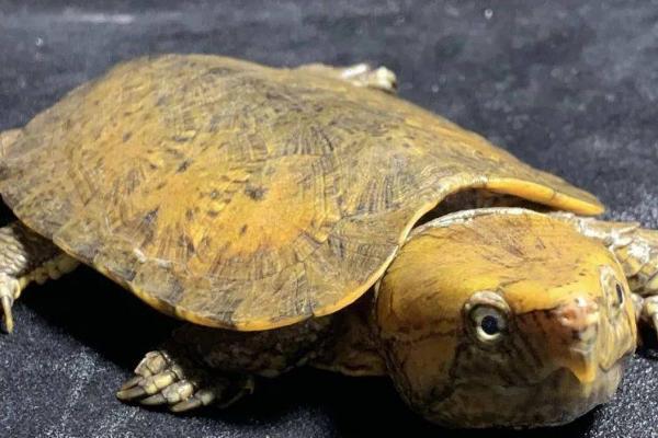 人工养殖鹰嘴龟是否合法,经过人工繁殖的鹰嘴龟可以合法养殖