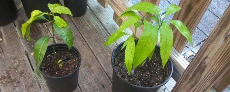 芒果在北方能否盆栽