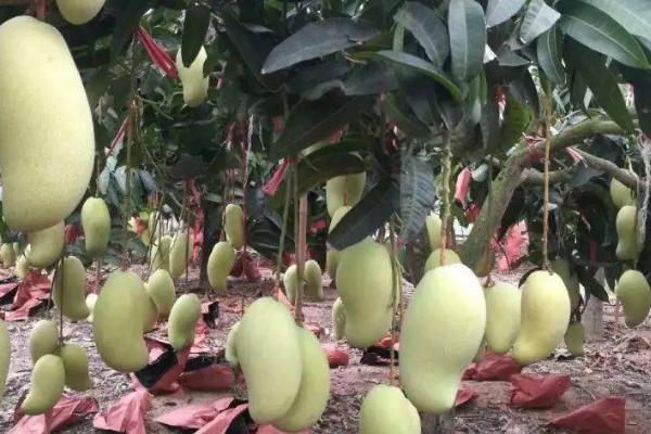 芒果在北方能否盆栽,温度过低不宜盆栽